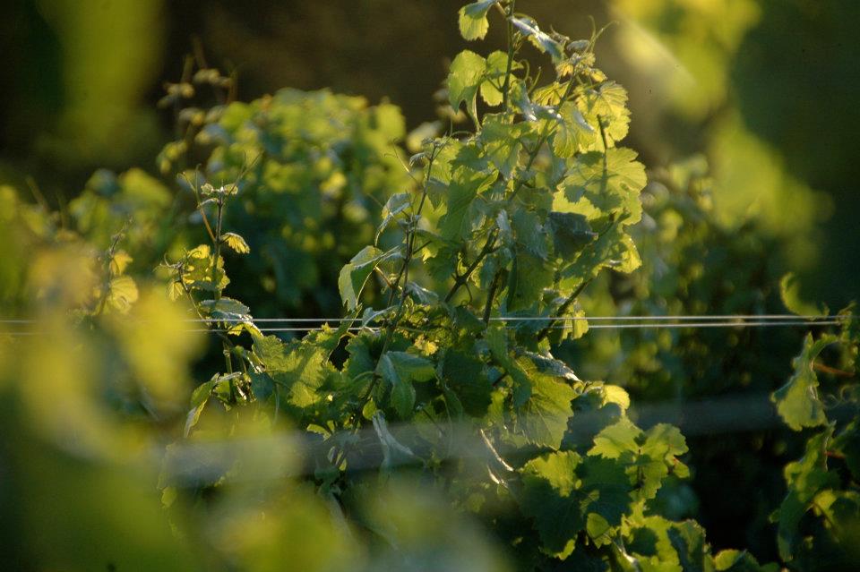 Grape trees