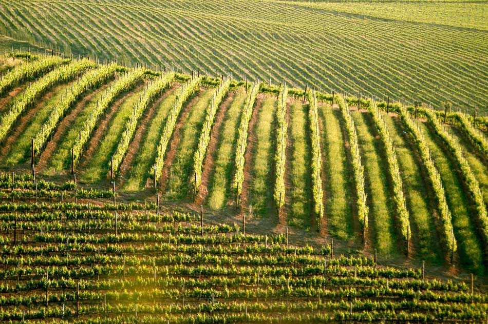 Vinyards